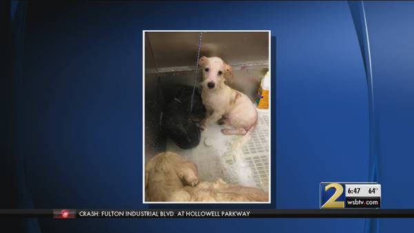 Rescue groups step in after 162 dogs found in metro Atlanta house