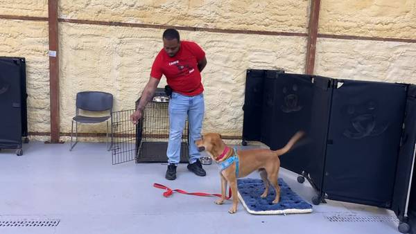 Beyond the bars: New program uses shelter dogs to help break cycle of incarceration