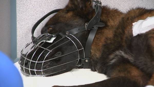 Police K-9 recovering after being shot in the line of duty