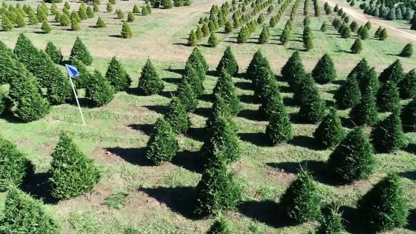 More Americans are buying Christmas trees this year. Here’s a look at Georgia’s crop