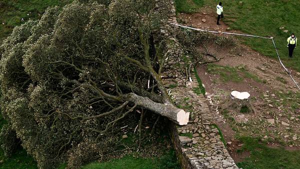 Photos: Historic Sycamore Gap tree cut down