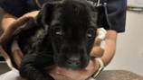 Florida animal rescue group seeks donations to treat abandoned, burned 4-week-old puppy