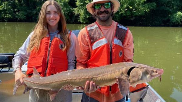 Researchers catch record-breaking lake sturgeon in Georgia’s Coosa River