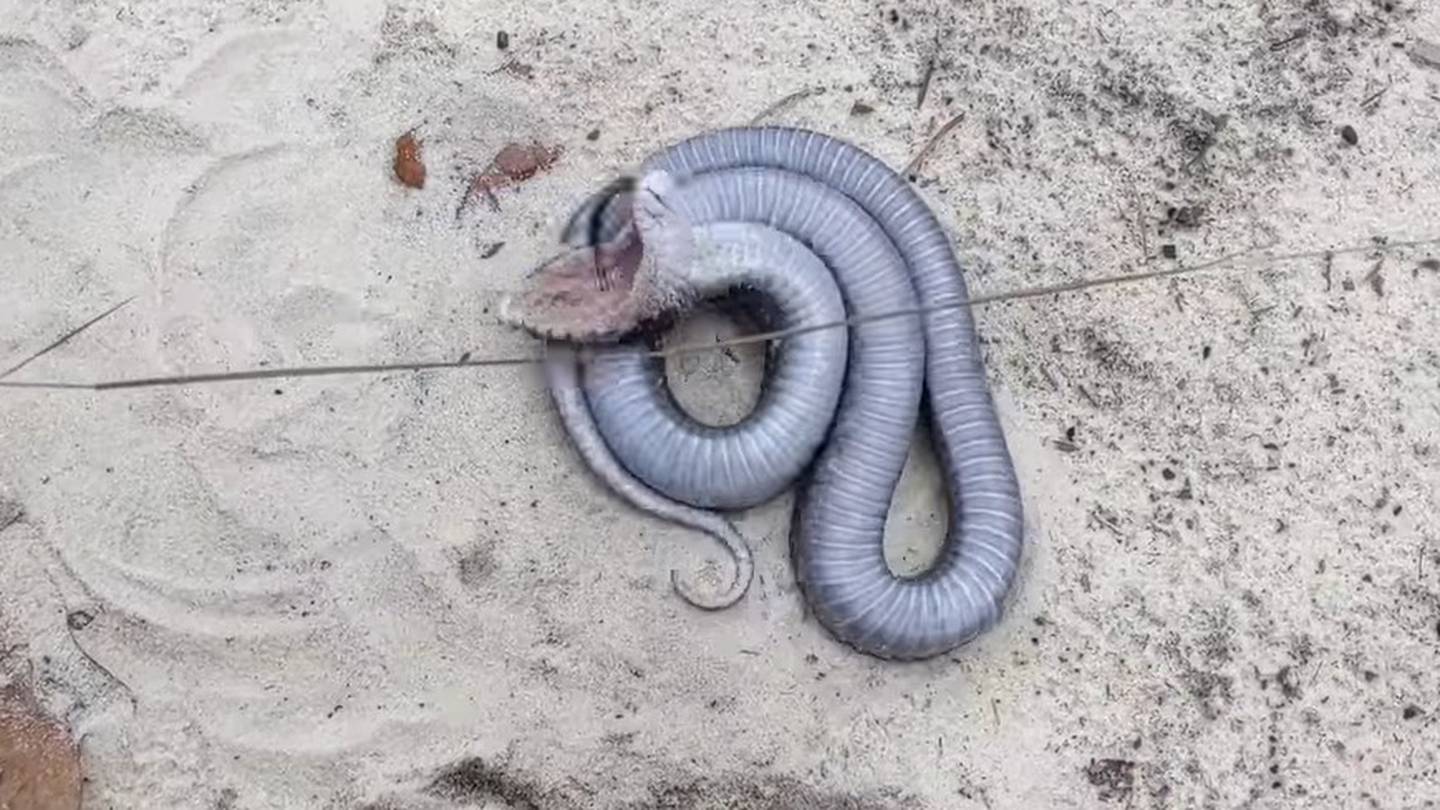 Watch the Bizarre Moment a Snake Plays Dead