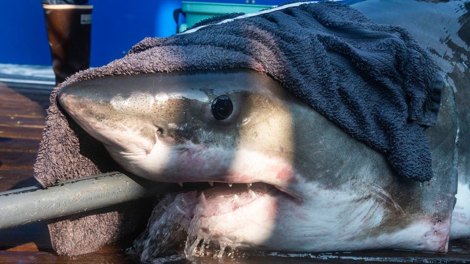 Bull sharks spotted in N.J. river, cops say 