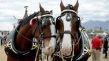Budweiser Clydesdales trotting into metro Atlanta. Here’s where you can see them