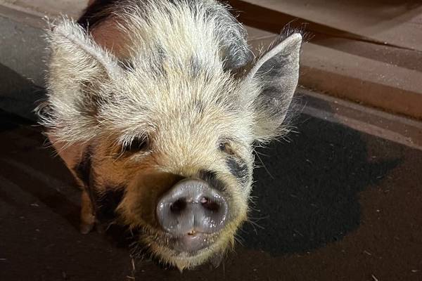 Hog wild: Police return lost pig found wandering in street