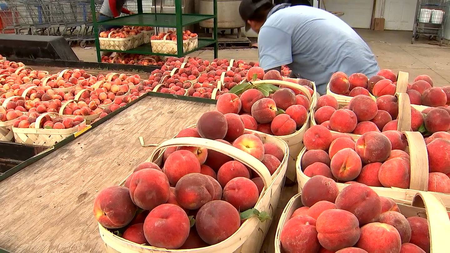 Farmers say this year’s peach crop is near perfect WSBTV