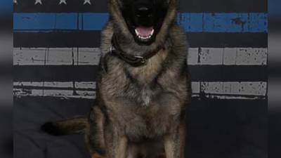Gainesville K-9 officer dies in the line of duty after suffering medical issue