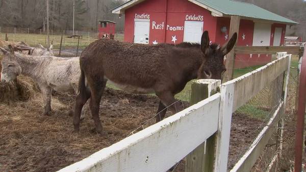 Owner of animal sanctuary vows to fight cruelty charges made by volunteer