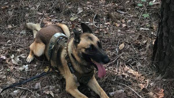 K9 helps rescue missing 95-year-old woman with dementia
