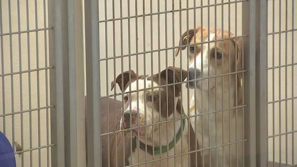 DeKalb CEO says county may need to rethink no-kill policy at LifeLine animal shelter