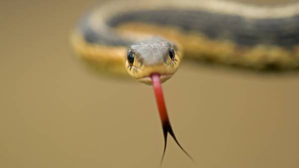 Snake causes thousands to lose power in southeast GA city