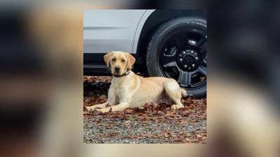 Clayton County K-9 dies after medical emergency, police say