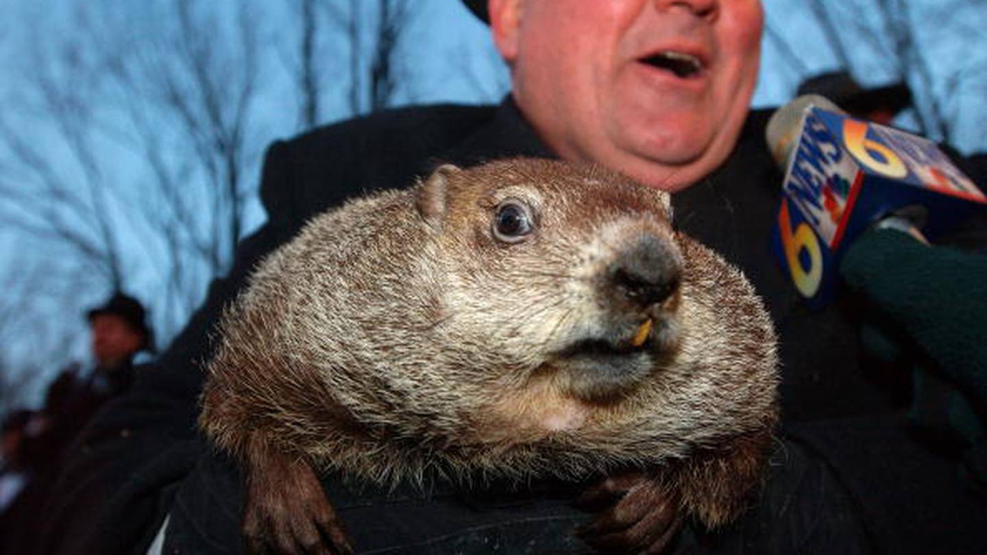 Photos Punxsutawney Phil and Groundhog Days of the past WSBTV