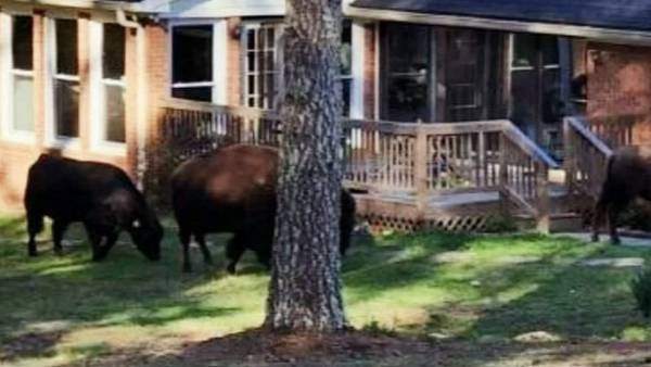 Fayette County mom speaks out after rapper Rick Ross’ pet buffalo invade her property