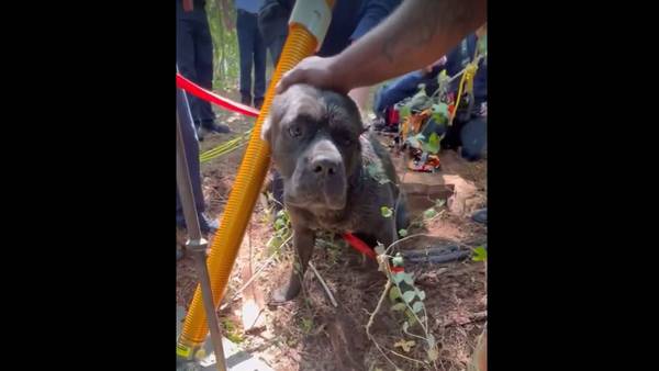 130 lb. dog rescued after falling down 20 ft. hole in Coweta County