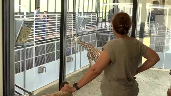 Spend the night with a giraffe at Georgia Safari Conservation Park