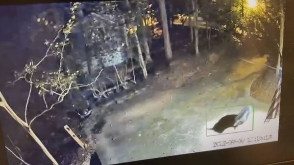 Bears caught on camera passing through metro Atlanta front yards