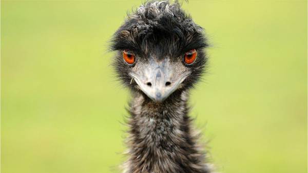 Emus: What you need to know