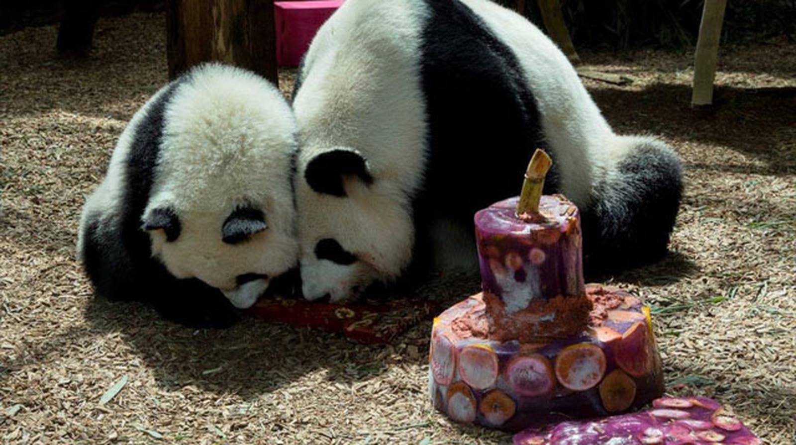 Nations Only Giant Panda Twins Turn 1 Wsb Tv Channel 2 Atlanta