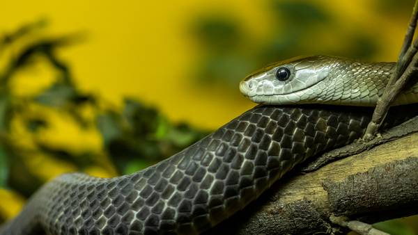 150+ snakes found in home where man was found dead