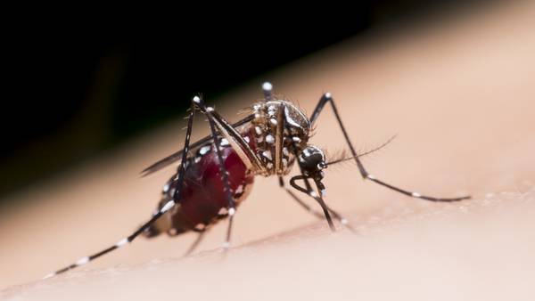 Ouch! What bit me? Atlanta ranks in top 50 mosquito-infested cities