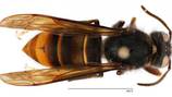 Officials destroy second yellow-legged hornet’s nest in Georgia
