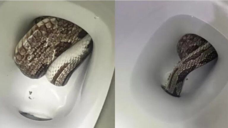 How To Snake A Toilet (2024 Guide) – Forbes Home