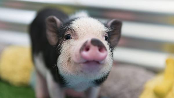 Bring Bacon Home: California cops, shelter trying to find wayward piglet’s owners