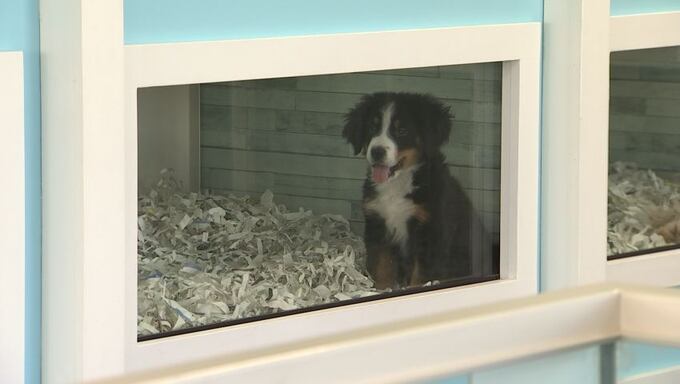 Puppyland shop pet store