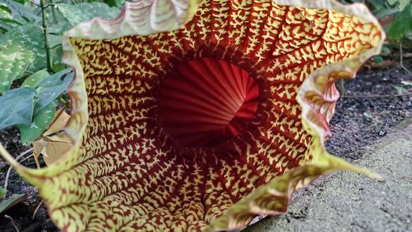 Rare, stinky flower blooms at the Atlanta Botanical Gardens for the first time in years