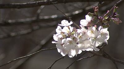 Allergy sufferers dealing with miserable pollen for week. Is relief around the corner?