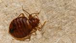 Athens-Clarke County Courthouse closed for a week for bed bug treatment