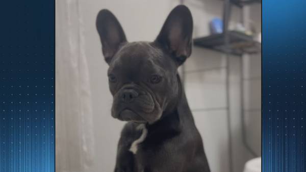 ‘My baby:’ Mom, daughter desperate to find beloved French bulldog stolen during carjacking