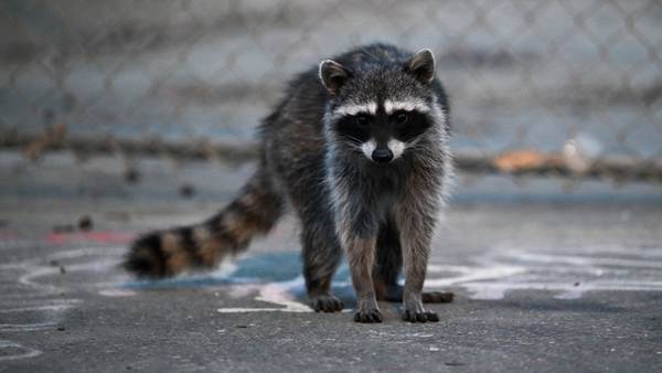 Raccoon with rabies caught in northeast Forsyth county, officials say