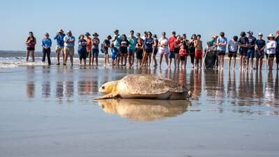 PHOTOS: Jekyll Island releases 2 sea turtles