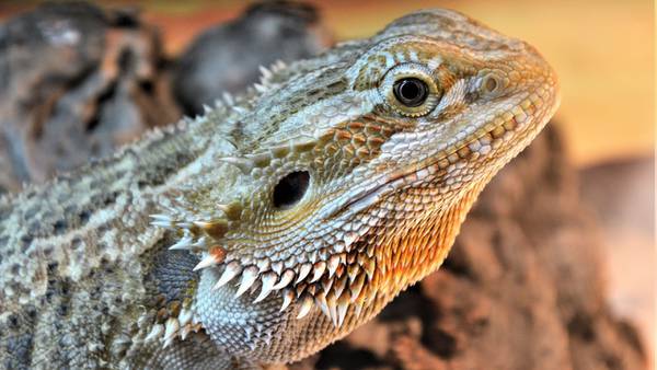 Salmonella outbreak linked to pet hedgehogs, bearded dragons 