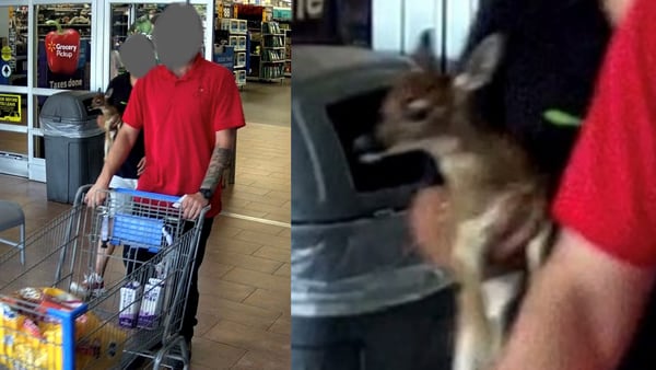 2 cited after bringing “pet” fawn into Georgia Walmart, sheriff says