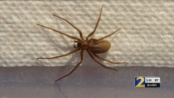 Beware of brown recluse spiders this summer! Here's what you need to know
