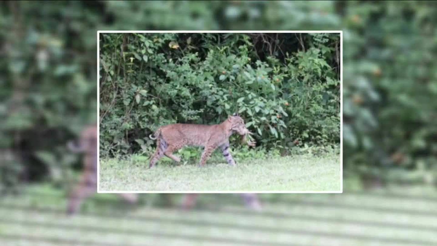 Meet The Bobcat, Greene County's Only Wildcat, Local News