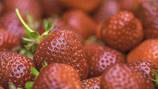 8-year-old boy dies after eating strawberries sold as school fundraiser