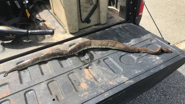 Georgia homeowner kills python that slithered into backyard