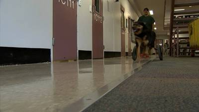 Gwinnett program that unites jail inmates with rescue dogs suspended
