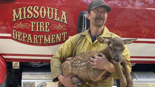 Montana firefighters save elk calf while battling New Mexico blaze