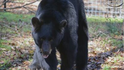 Bear bites volunteer at Noah’s Ark Animal Sanctuary, state investigating
