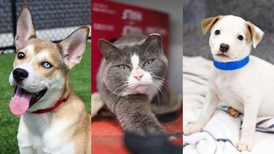 PHOTOS: Adoptable pets from the Atlanta Humane Society