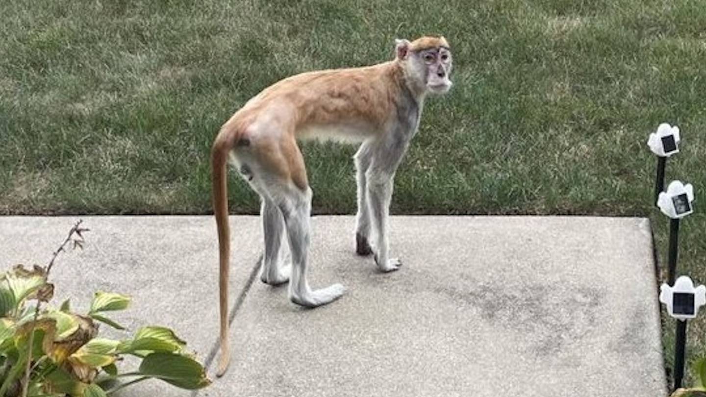 Indianapolis police searching for runaway monkey