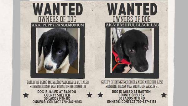 Metro Atlanta police put out adorable wanted posters for found dogs