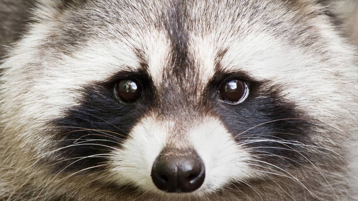 Gwinnett Health Officials Warn Residents To Be Careful After Second Raccoon Tests Positive For Rabies – WSB-TV Channel 2